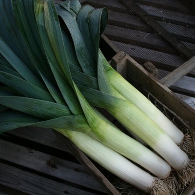 Kings Leek Below Zero F1 Seeds