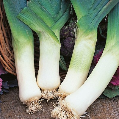 Kings Leek Giant Winter Seeds