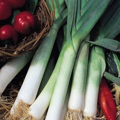 Kings Leek Jolant Seeds