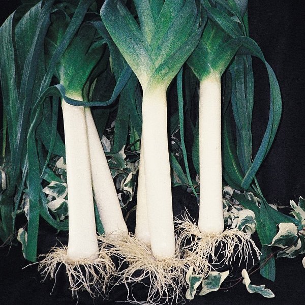 Kings Leek Mammoth Pot Seeds