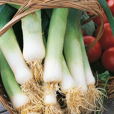 Kings Leek Musselburgh Seeds