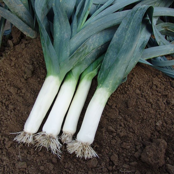 Kings Leek Winner Seeds
