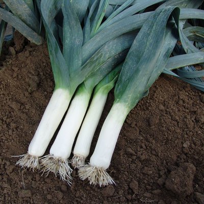 Kings Leek Winner Seeds