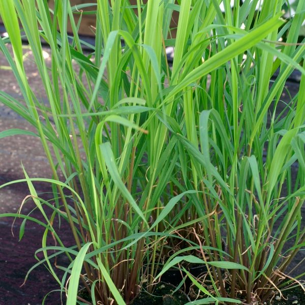 Kings Lemon Grass Seeds