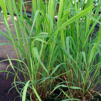 Kings Lemon Grass Seeds