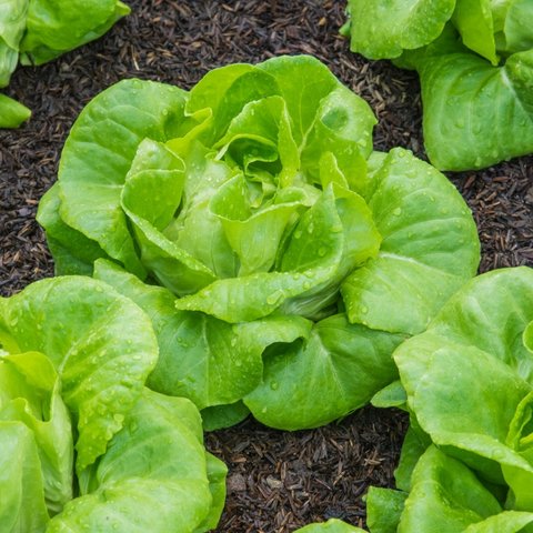 Kings Lettuce All Year Round Seeds