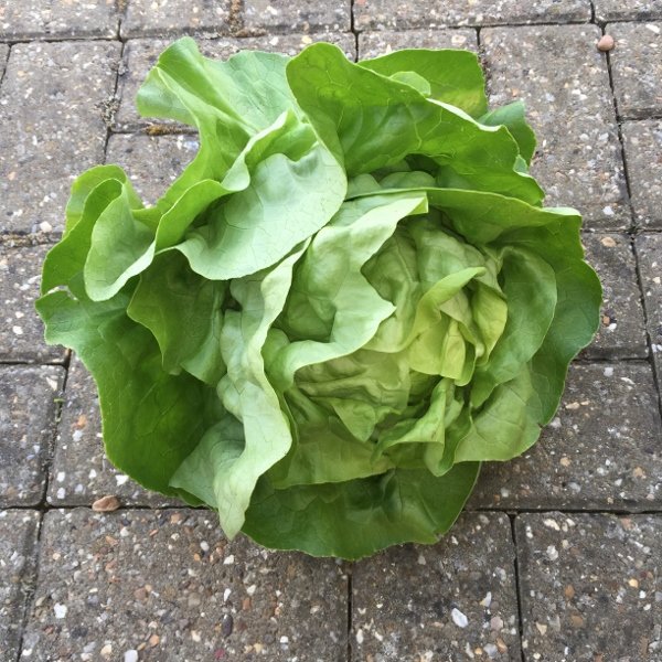 Kings Lettuce Analena Seeds