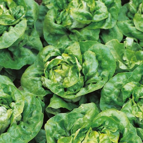 Kings Lettuce Arctic King Seeds