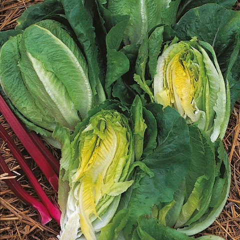 Kings Lettuce Little Gem Cos Rhs Agm Seeds