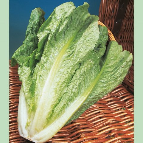 Kings Lettuce Lobjoits Cos Rhs Agm Seeds