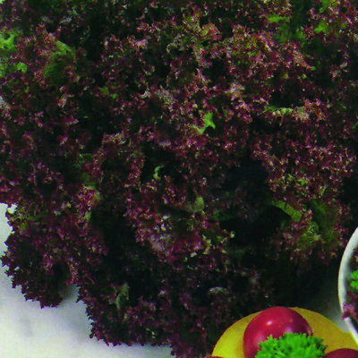 Kings Lettuce Lollo Rossa Rhs Agm Seeds