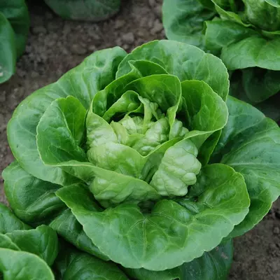 Kings Lettuce Maureen (Little Gem Type) Seeds