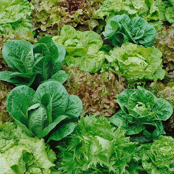 Kings Lettuce Mixed Seeds