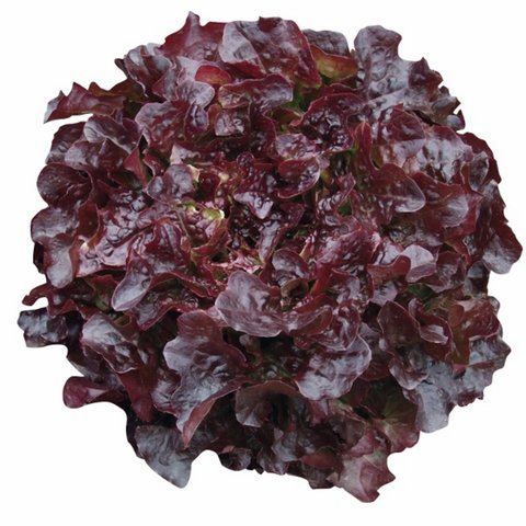 Kings Lettuce Oakleaf Navara Seeds