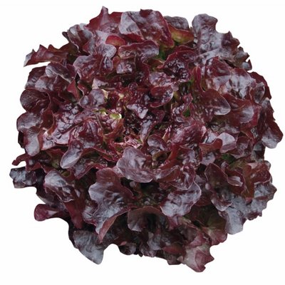 Kings Lettuce Oakleaf Navara Seeds