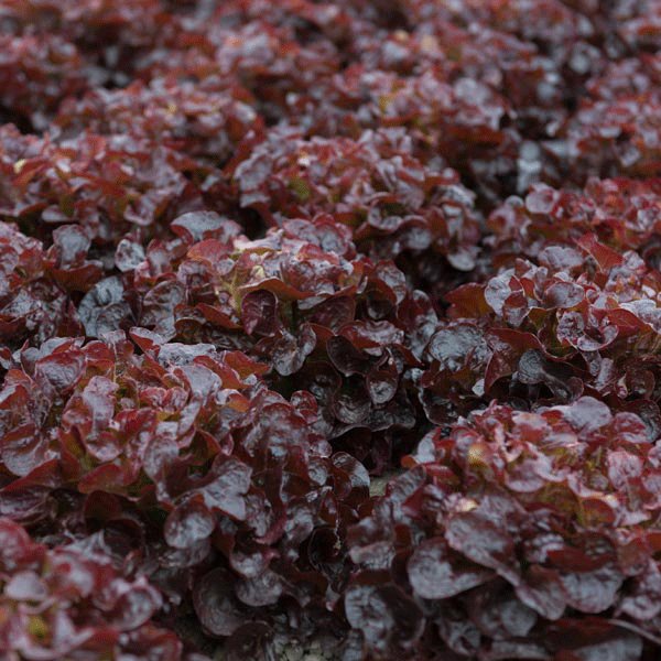 Kings Lettuce Oakus Seeds