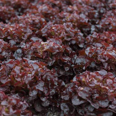 Kings Lettuce Oakus Seeds