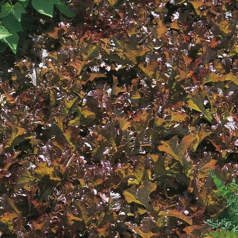 Kings Lettuce Red Salad Bowl Rhs Agm Seeds