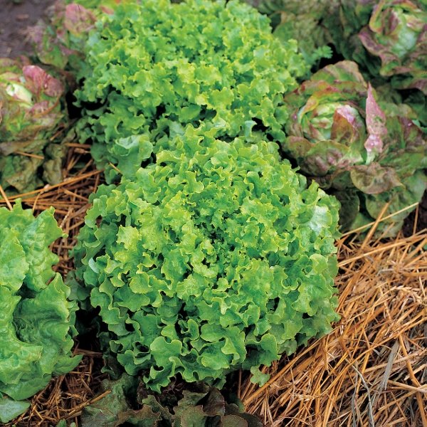 Kings Lettuce Salad Bowl Green Rhs Agm Seeds