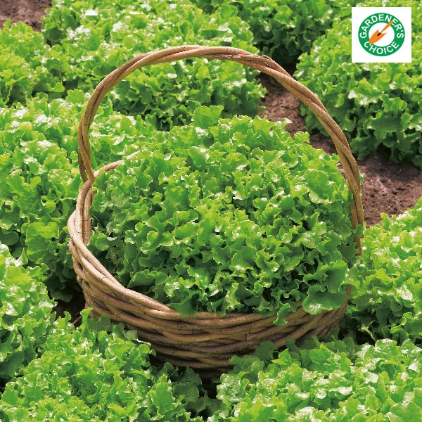 Kings Lettuce Salad Bowl Seeds Groves Nurseries & Garden Centre