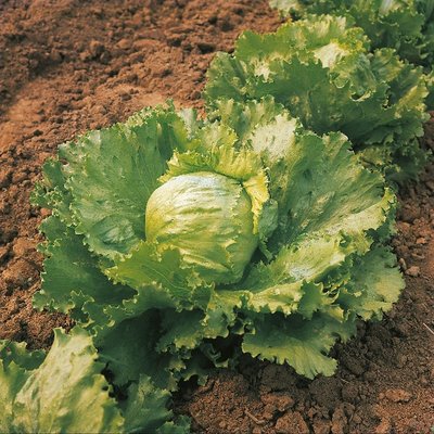 Kings Lettuce Saladin Seeds