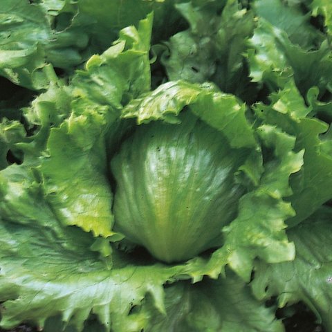Kings Lettuce Webbs Wonderful Seeds