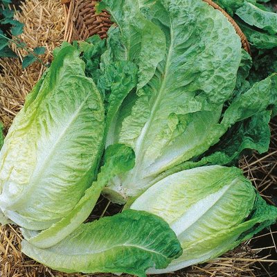 Kings Lettuce Winter Density Seeds