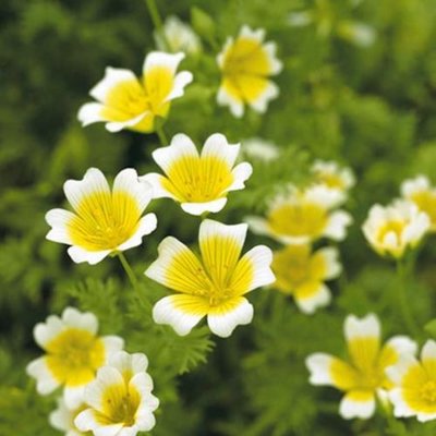 Kings Limnanthes Douglasii Seeds