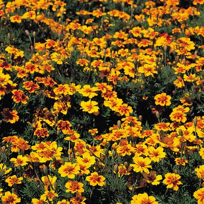 Kings Marigold French Naughty Marietta Seed