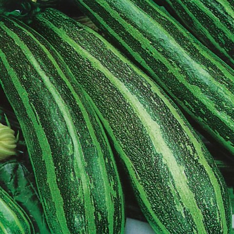 Kings Marrow Long Green Bush 4 Seeds