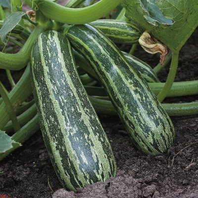 Kings Marrow Tiger Cross F1 Seeds