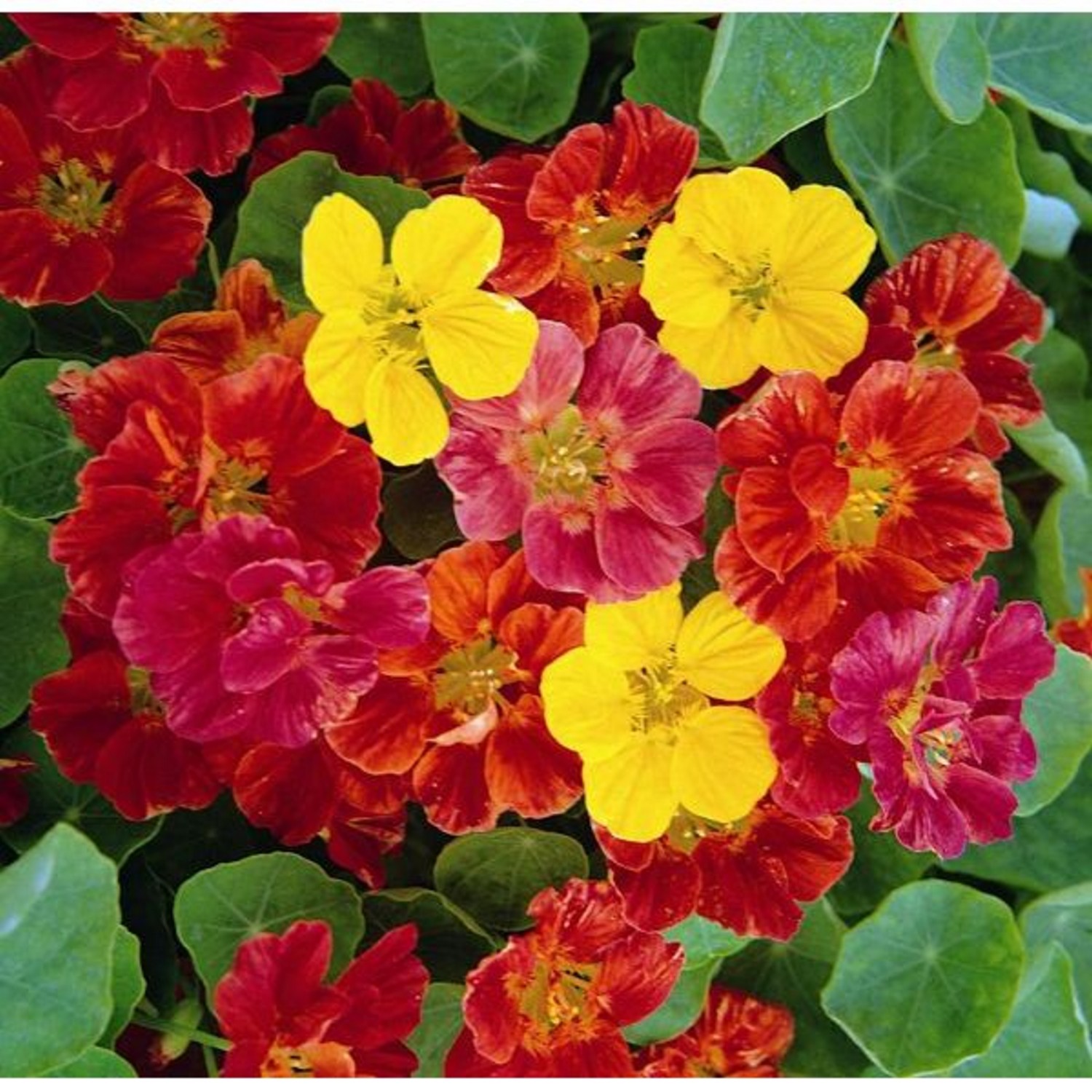 Nasturtium Jewel Mixed Groves Nurseries & Garden Centre