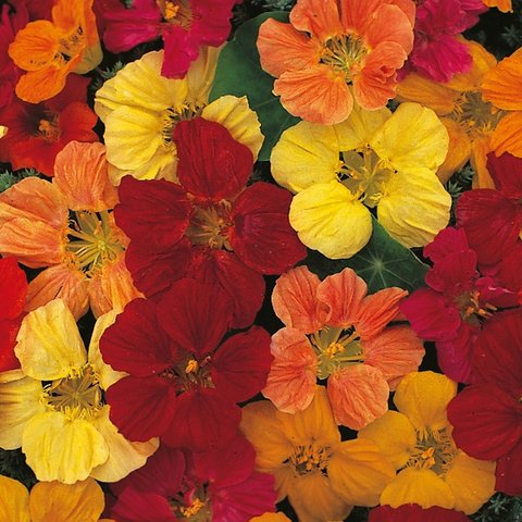 Kings Nasturtium Tom Thumb Mixed Seed