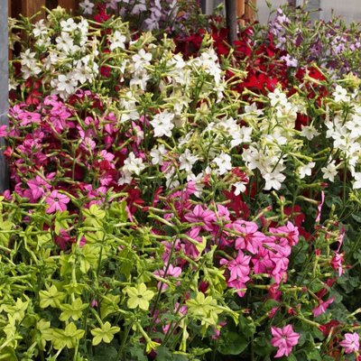 Kings Nicotiana Perfume Mixed F1 Seeds