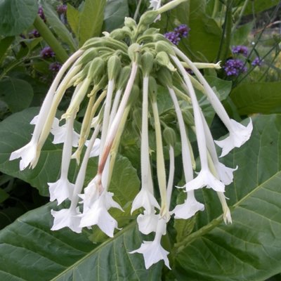 Kings Nicotiana White Trumpets Seed