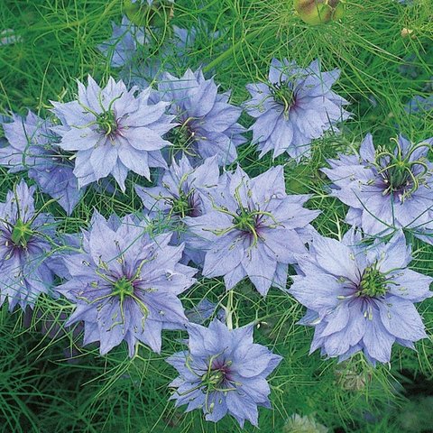 Kings Nigella Miss Jekyll Seed