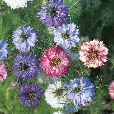 Kings Nigella Persian Jewels Seed