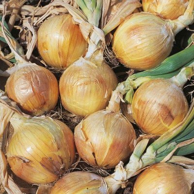 Kings Onion Bedfordshire Champion Seeds