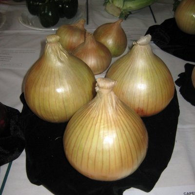 Kings Onion Globo Seeds