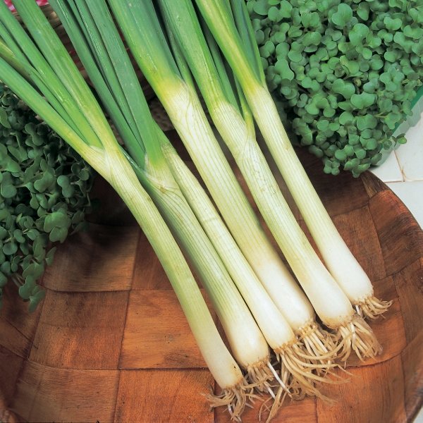 Kings Onion White Lisbon RHS AGM Seeds