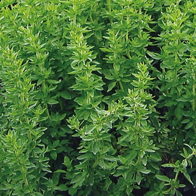 Kings Oregano Greek Seeds