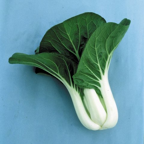 Kings Pak Choi  Joi Choi F1 Seeds