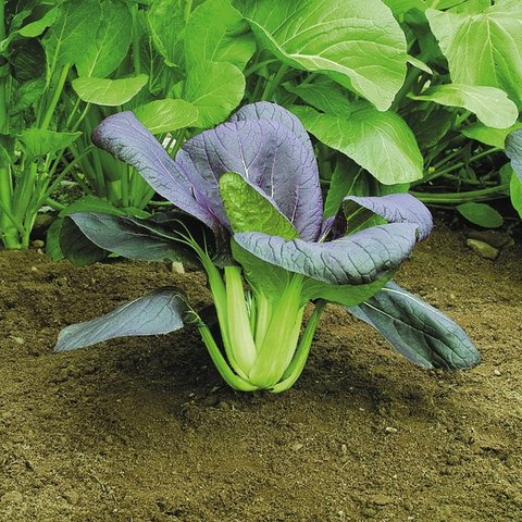 Kings Pak Choi Red Choi F1 Rhs Agm Seeds