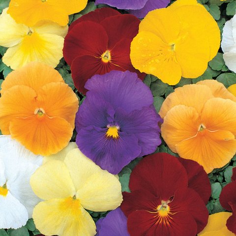 Kings Pansy Clear Crystals Mixed Seed
