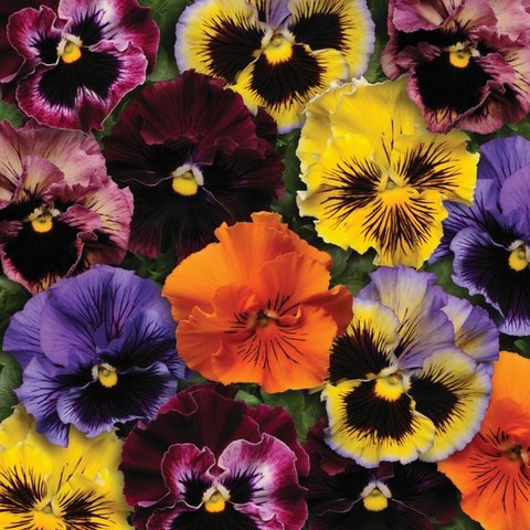 Kings Pansy Frizzle Sizzle Mixed Seed