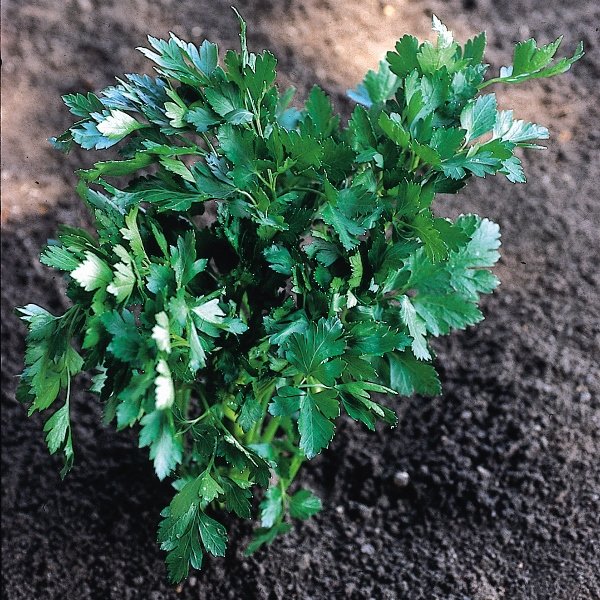 Suffolk Herbs Organic Parsley Italian Giant