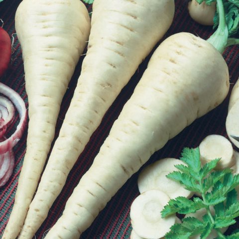 Kings Parsnip Gladiator F1 Seeds