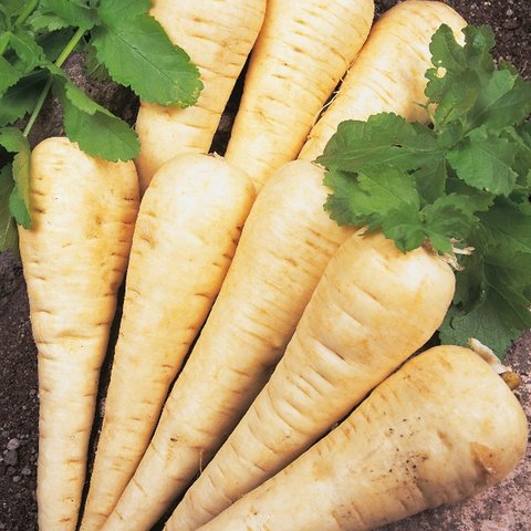 Kings Parsnip Hollow Crown Seeds