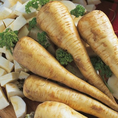 Kings Parsnip Tender And True Seeds