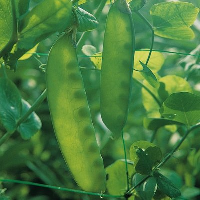 Kings Pea Carouby De Maussane Seeds